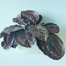 Load image into Gallery viewer, Wally Eco | Aqua