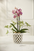 Load image into Gallery viewer, Vanda Orchid Pot
