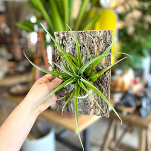 Air plant Cork Mount