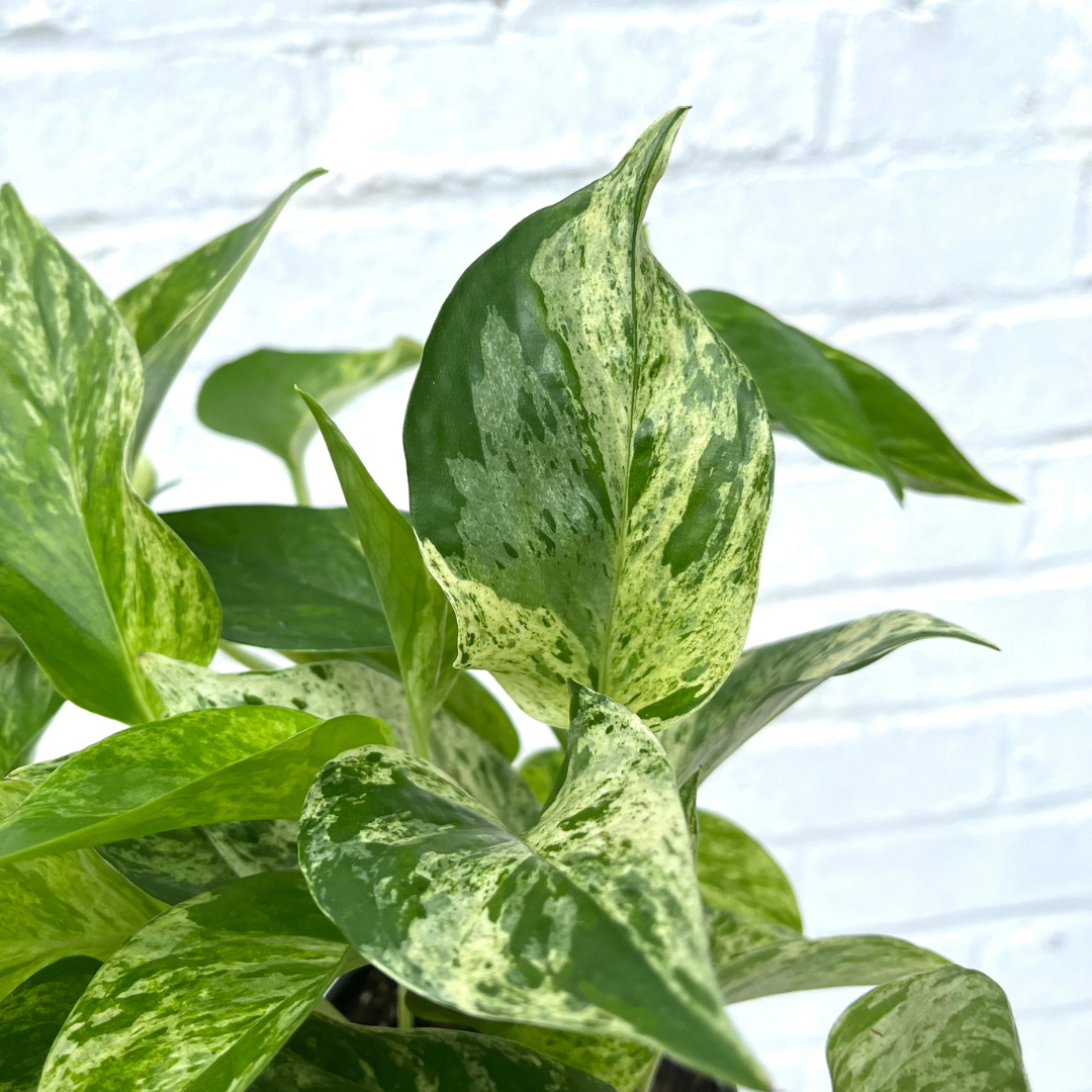marble neon pothos Pothos Marble Queen – Botanical Dwellings