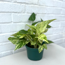 Load image into Gallery viewer, Pothos Marble Queen
