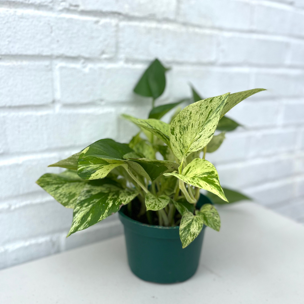 Pothos Marble Queen