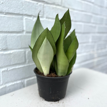 Load image into Gallery viewer, Sansevieria Silver Moonshine
