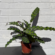 Calathea 'Lancifolia'