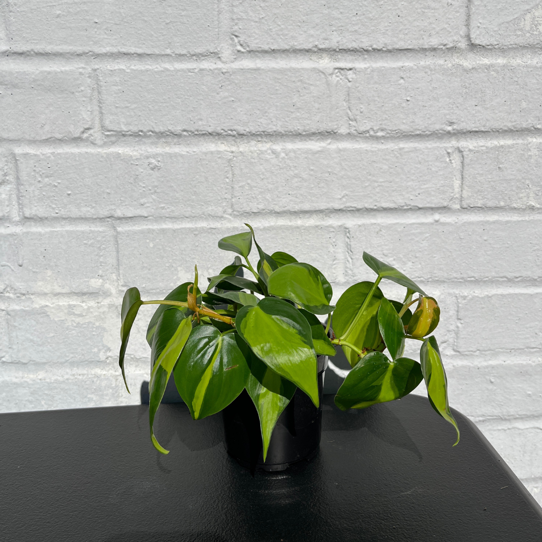 philodendron brasil vining Philodendron Brasil – Botanical Dwellings