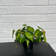 Philodendron Brasil