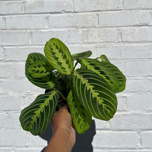 Load image into Gallery viewer, Maranta Lemon
