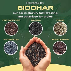 Organic Aroid Mix