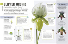 Load image into Gallery viewer, Happy Orchid
