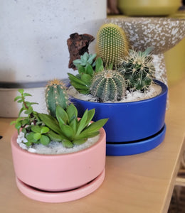 Succ It Up: Cactus & Succulent Workshop