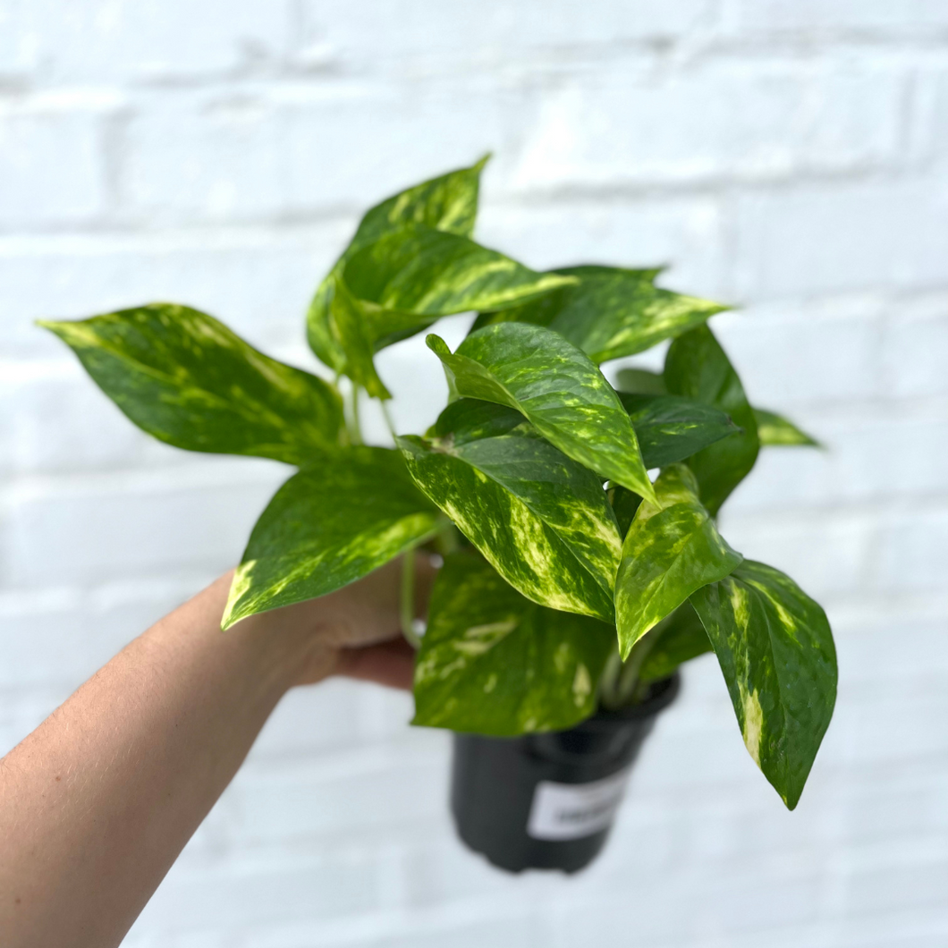 Golden Pothos