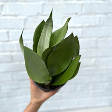 Load image into Gallery viewer, Sansevieria Silver Moonshine
