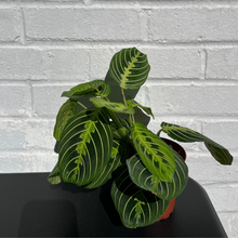 Load image into Gallery viewer, Maranta Lemon
