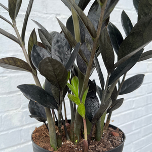 black dragon zz plant Black Raven Zz – Botanical Dwellings
