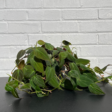 Load image into Gallery viewer, Philodendron Micans
