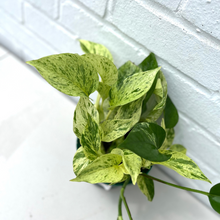 Load image into Gallery viewer, Pothos Marble Queen
