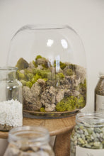 Load image into Gallery viewer, Oliver Terrarium

