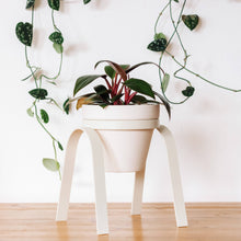 Load image into Gallery viewer, The Perch Planter
