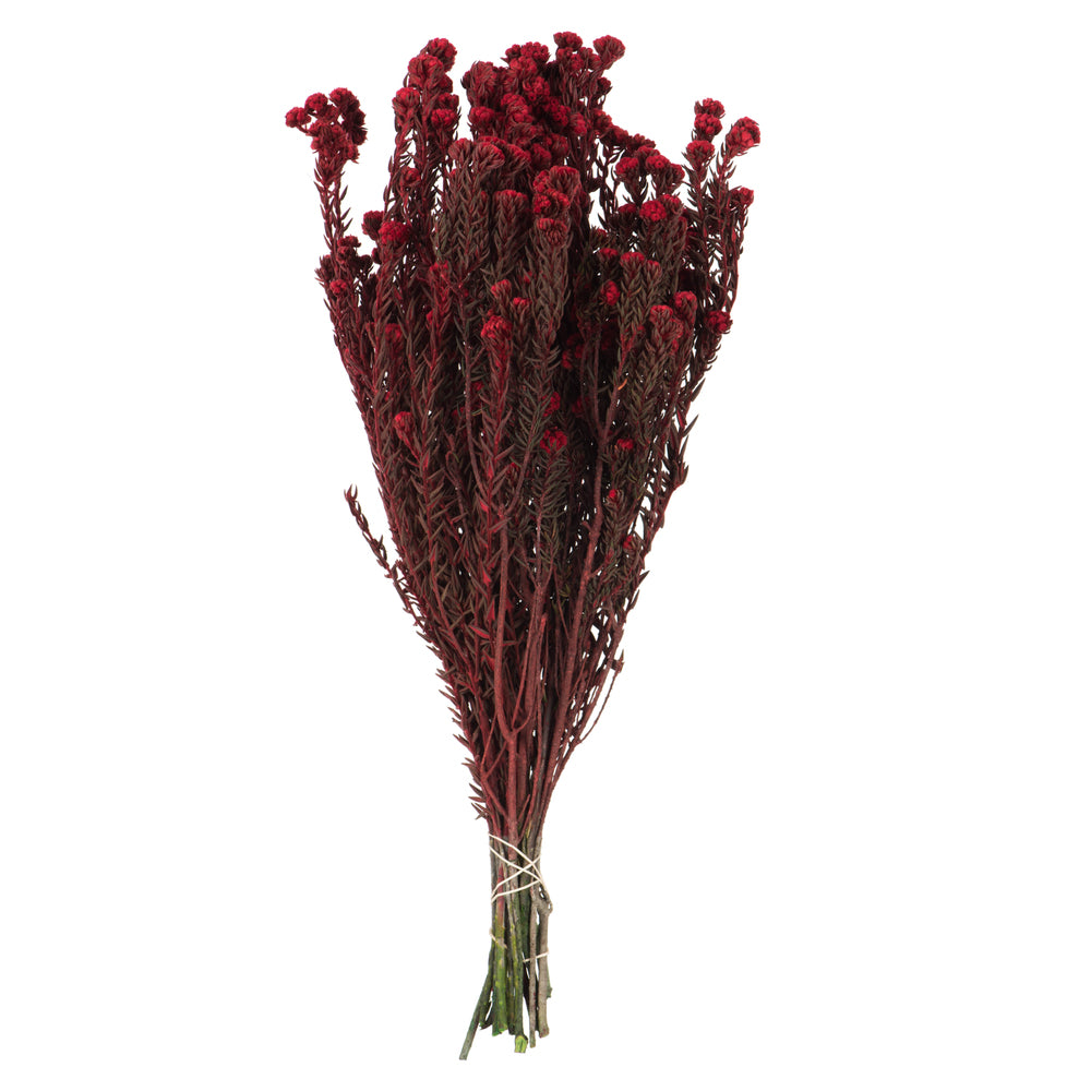 Red Cotton Phylica Bundle