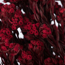 Load image into Gallery viewer, Red Cotton Phylica Bundle
