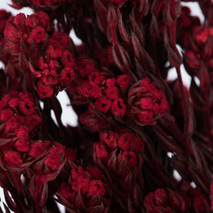 Red Cotton Phylica Bundle