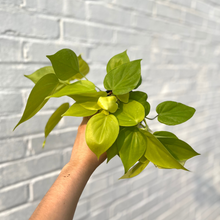 Load image into Gallery viewer, Philodendron &#39;Cordatum Lemon&#39;
