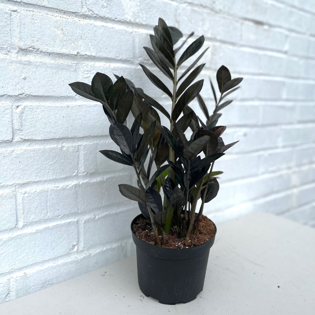 raven zz plant for sale Black Raven Zz