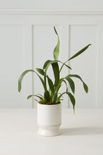 Load image into Gallery viewer, Madison Pot | White
