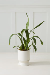 Madison Pot | White