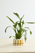 Load image into Gallery viewer, Striped Saffron Pot
