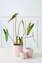Load image into Gallery viewer, Carmen Pot | Blush
