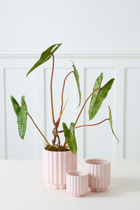 Carmen Pot | Blush