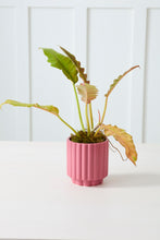 Load image into Gallery viewer, Carmen Pot | Pink
