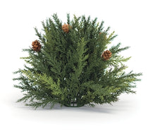 Load image into Gallery viewer, Arborvitae Half Orb
