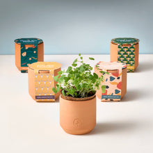 Load image into Gallery viewer, Terracotta Grow Kits
