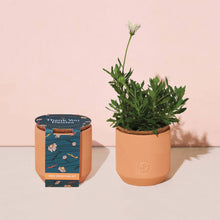 Load image into Gallery viewer, Terracotta Grow Kits
