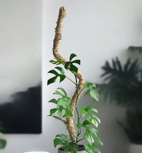 Bendable Moss Pole