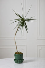Load image into Gallery viewer, Lorelai Pot
