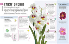 Load image into Gallery viewer, Happy Orchid
