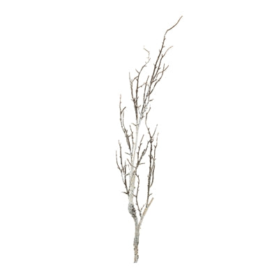 Birch Twig Branch