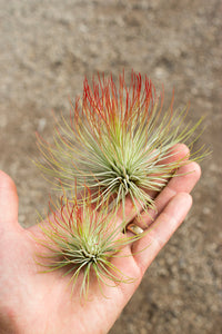 Andreana Air plant l Red