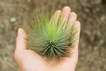 Load image into Gallery viewer, Andreana Air plant
