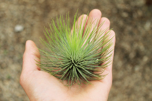 Andreana Air plant
