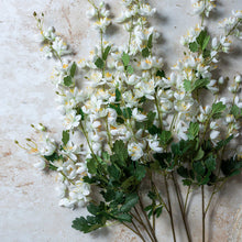 Load image into Gallery viewer, Campanula | Cream
