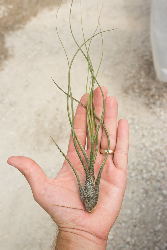 Butzii Air Plant