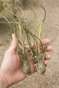 Butzii Air Plant