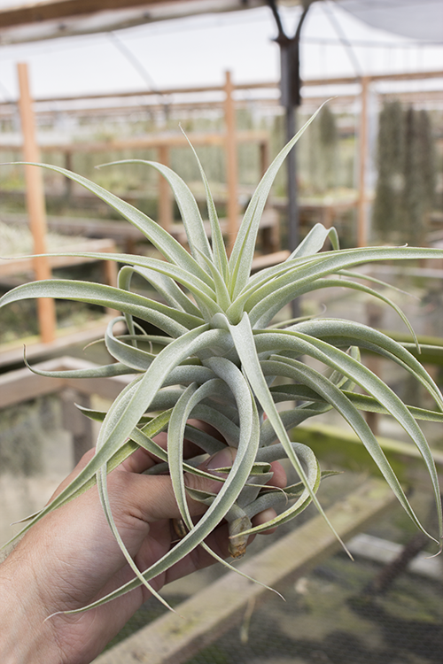 Cacticola X