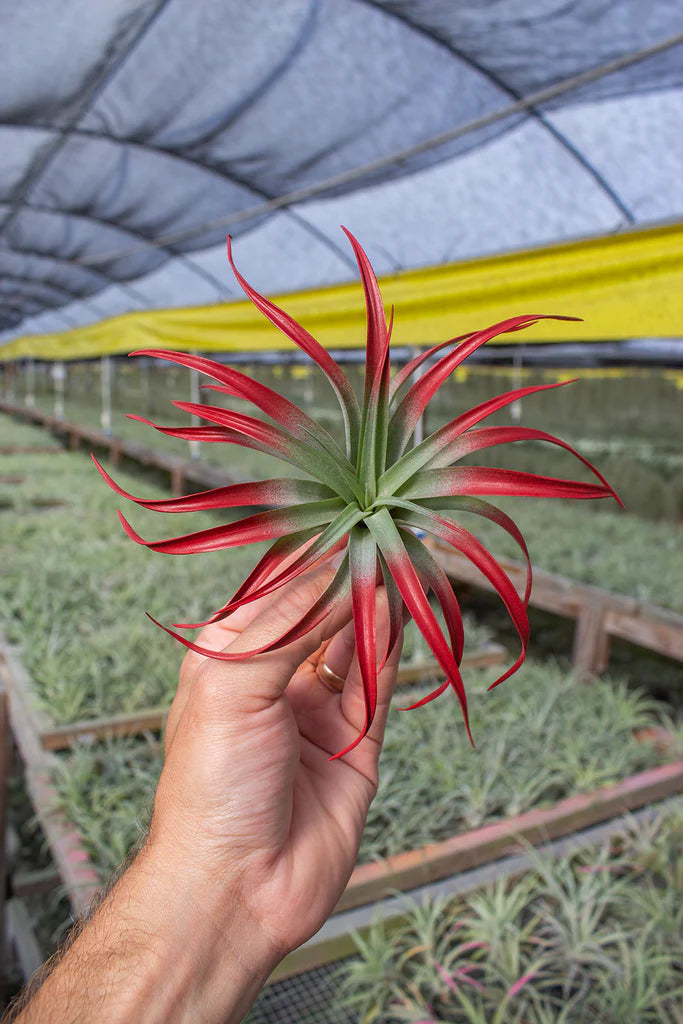 Capitata Heavy Red Air Plant