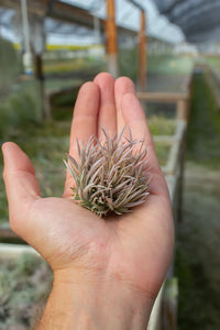 Capitata Mauve Ball Small Air Plant