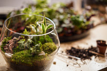 Load image into Gallery viewer, November Terrarium Workshop
